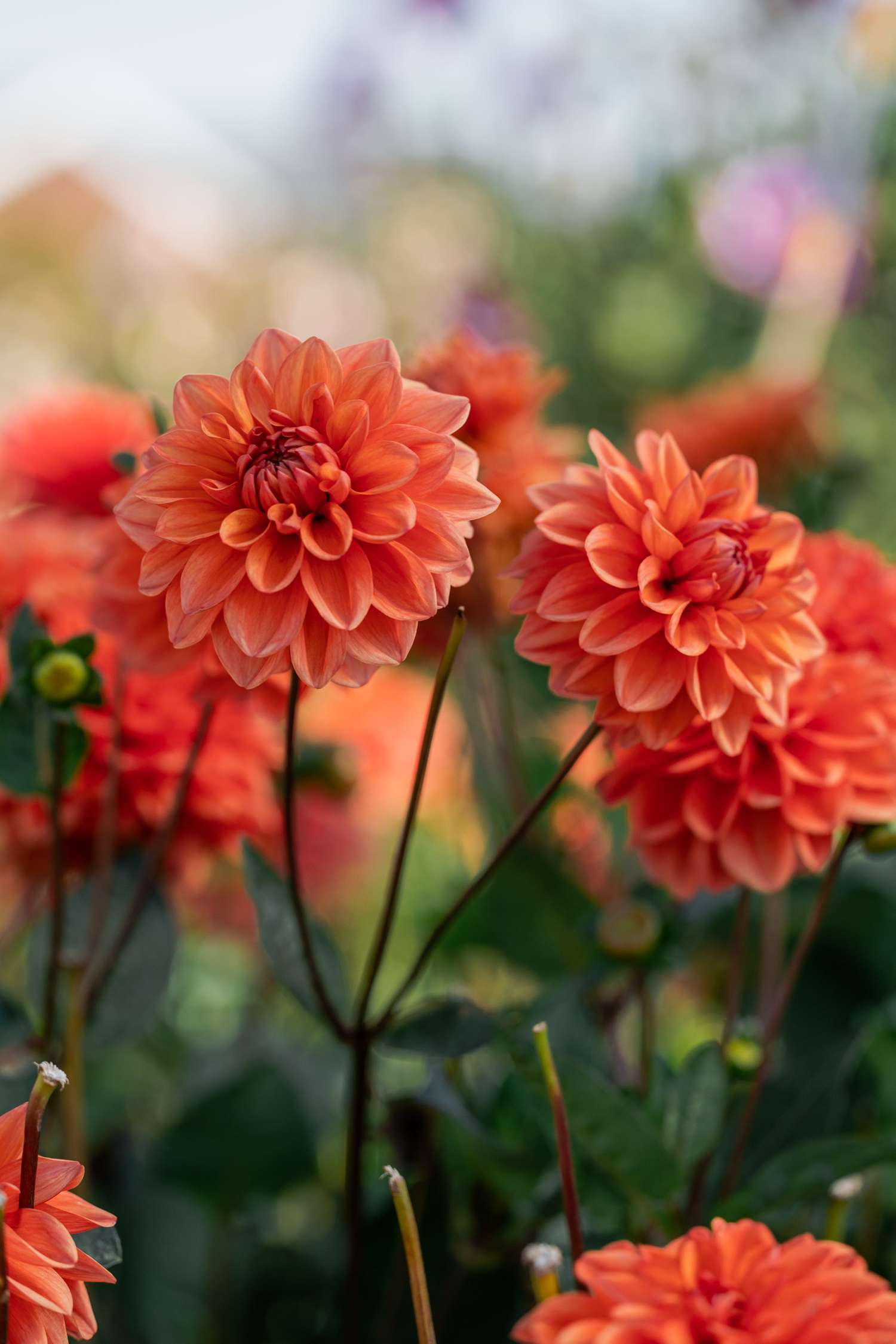 Dahlia 'Orange Nugget'